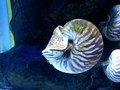 File:Nautiloiden im Sealife, München.ogv