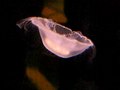 File:Qualle im Sealife, München.ogv