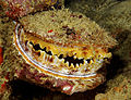Spondylus varius Thorny Oyster Fiji by Nick Hobgood.jpg