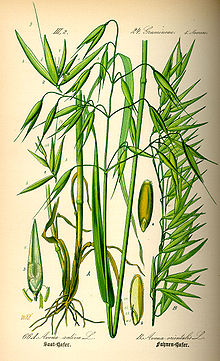 Illustration Avena sativa0.jpg