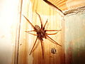 001 Tegenaria domestica.JPG