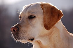 Labrador Retriever portrait.jpg