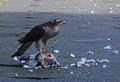 001 Greifvogel mit Taube, Bochum Innenstadt, 2008, Ausschnitt-2.jpg