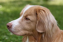 Nova Scotia Duck-Tolling Retriever headshot.JPG