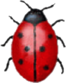 Coccinella.png