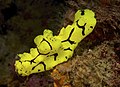 Aegires gardineri Papua New Guinea by Nick Hobgood-001.jpg
