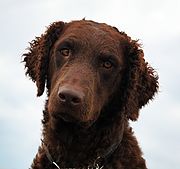 Curly coated retriever.JPG