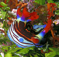 Nembrotha purpureolineata.jpg