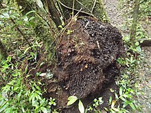 Andasibe-Mantadia National Park 2013 33.jpg