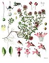 Mateřídouška – botanická ilustrace